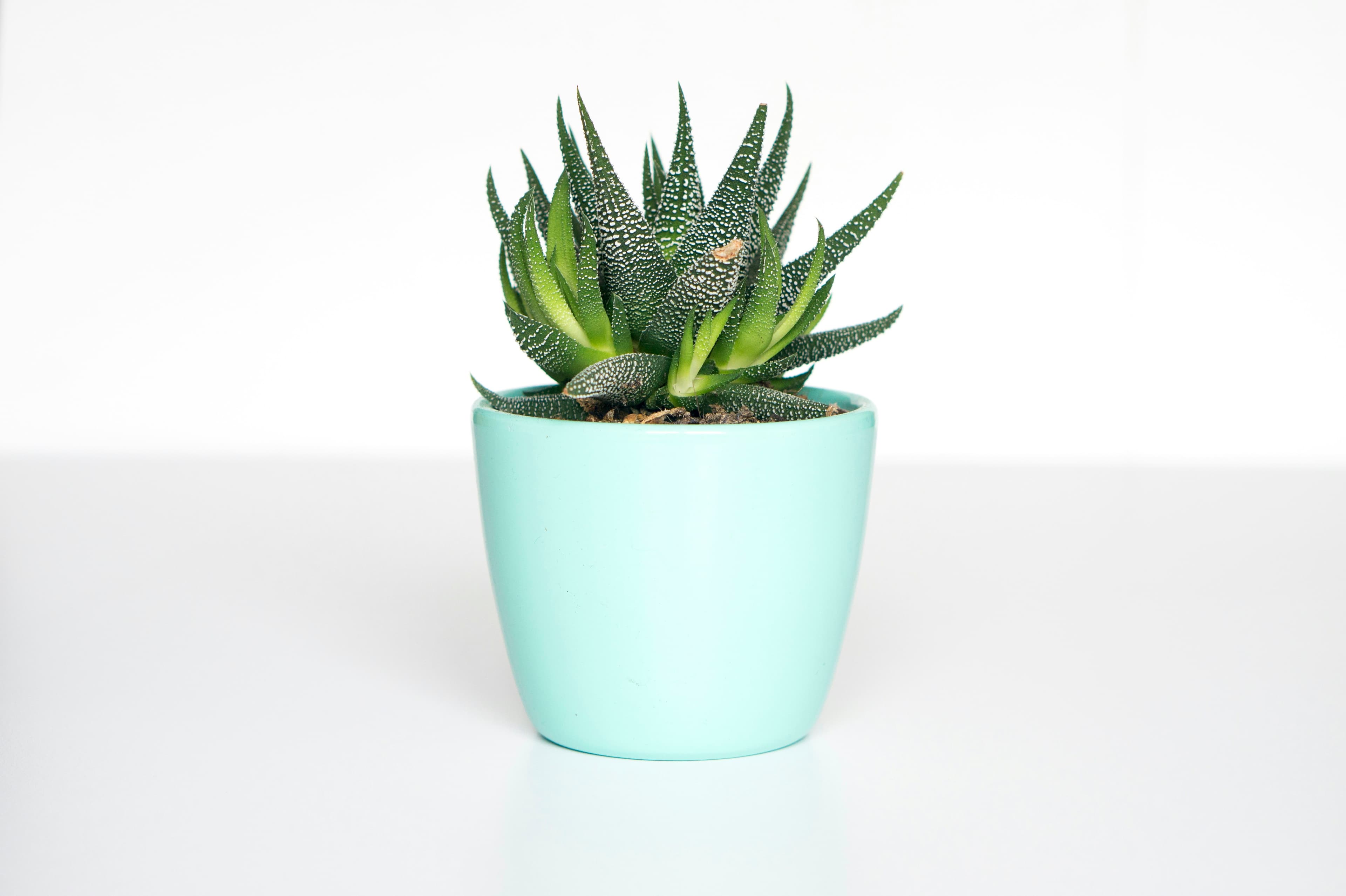 Small green plant in a ceramic pot